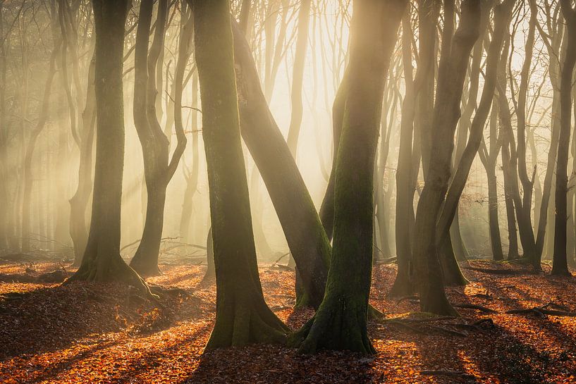 Dance in the Light by Jeroen Schouten