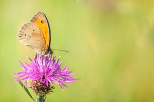 Knöterich (Centaurea jacea) mit einem braunen Sandauge
