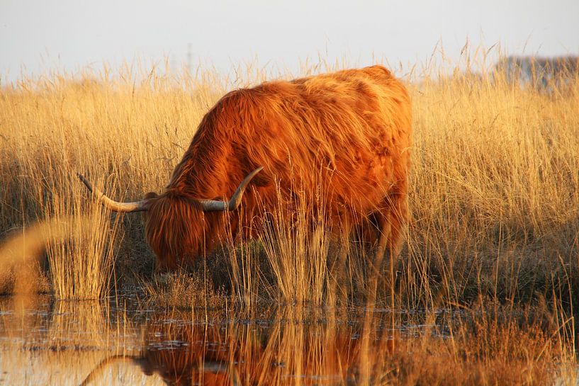 Boissons des Highlanders écossais par Dian Poppen