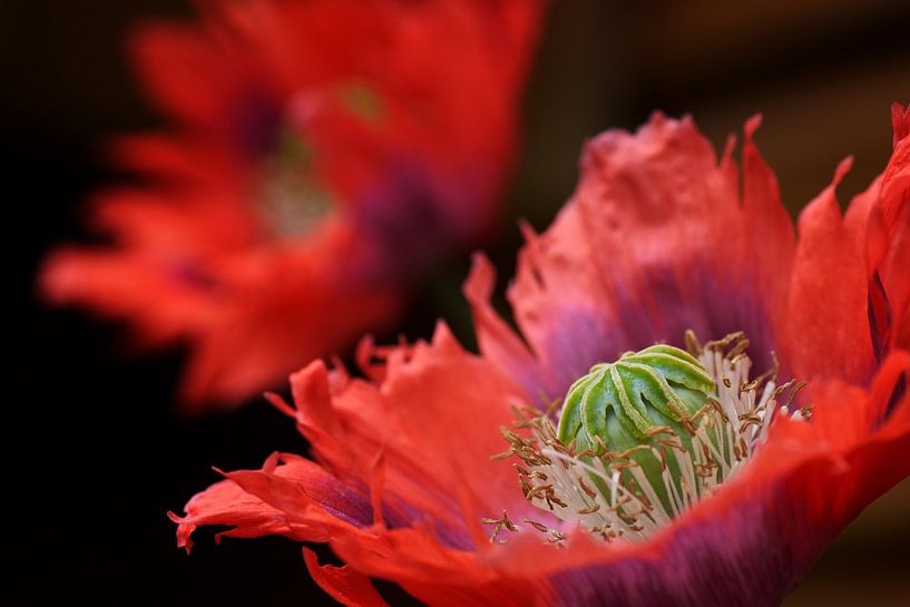 Zwei Mohnblumen von Cor de Hamer