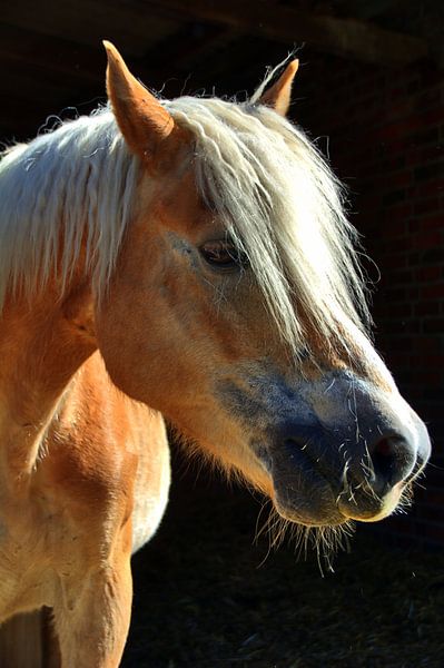 Poney par Edgar Schermaul