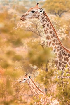 Giraffes - mother with young. by Photowski