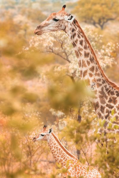 Giraffen - Mutter mit Jungen. von Photowski