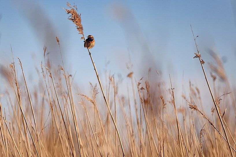 Bluethroat in the reeds by Hans van Oort