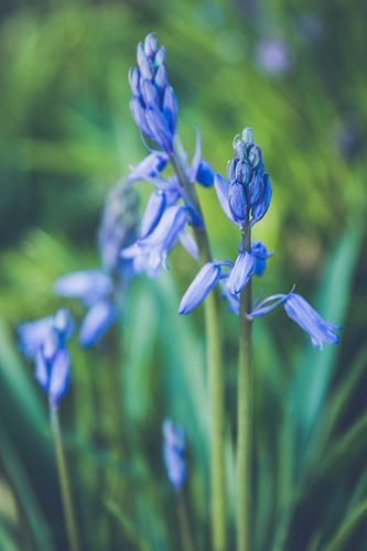 Gros plan sur les boshyacinthes