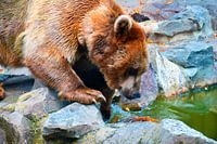 Siberische bruine beer