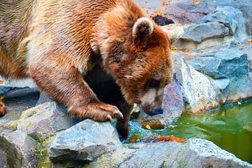 Siberische bruine beer van Kimberley de Bruijn