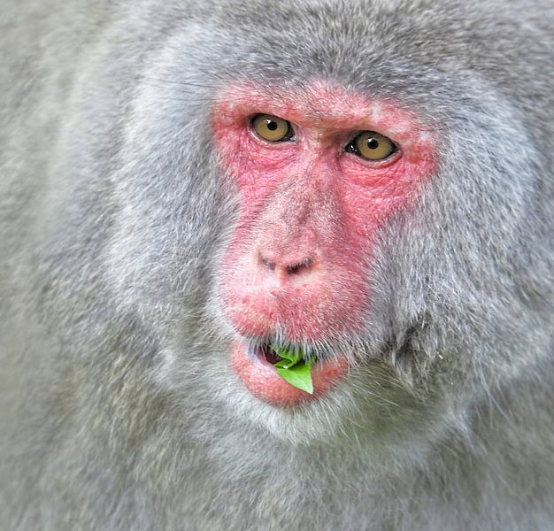 Le macaque japonais par Maickel Dedeken