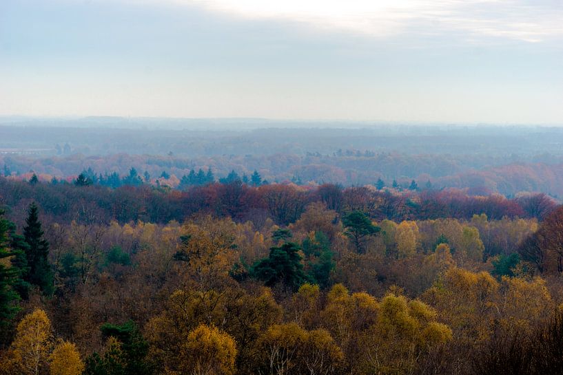 Forêt d'automne par Kristiaan Hartmann