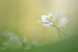Dreamy wood anemones by Carla Lammertink Fotografie