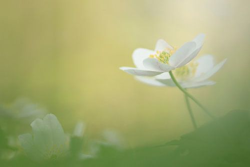 Dreamy wood anemones by Carla Lammertink Fotografie