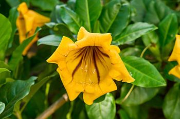 The golden glow of the Solandra