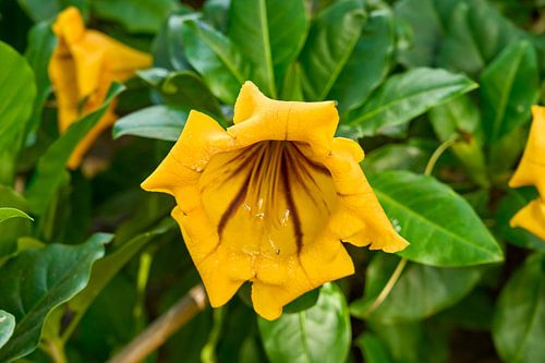 The golden glow of the Solandra