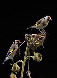 Goldfinches on sunflower by Danny Slijfer Natuurfotografie