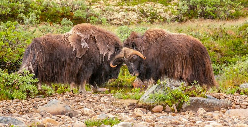 Moschusochse von Harry Punter