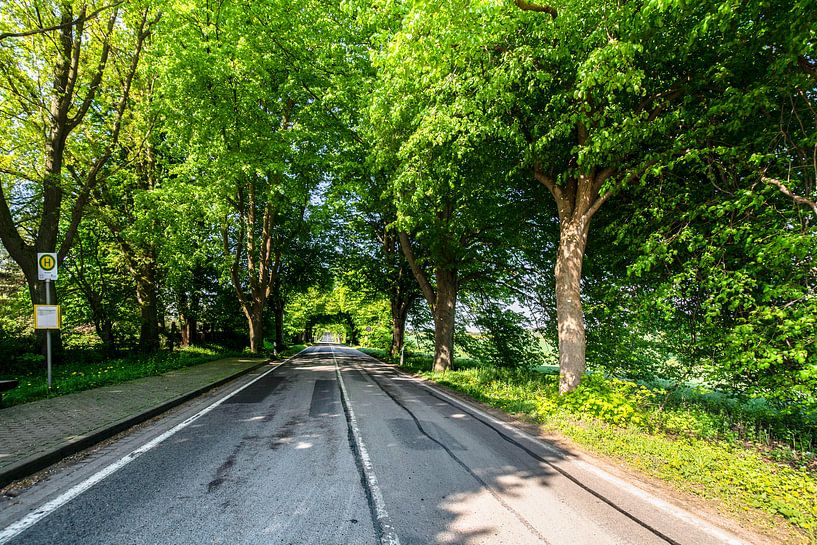 Deutsche Alleenstraße auf Rügen von GH Foto & Artdesign