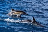 Delphinus delphis (common dolphin)