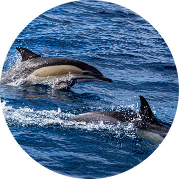 Delphinus delphis (gewone dolfijn) van Easycopters