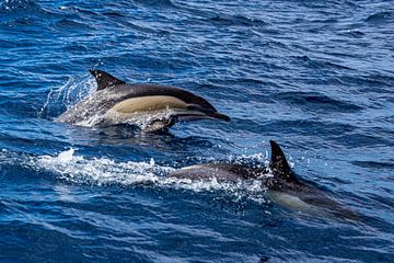 Delphine zwischen Faial und Pico