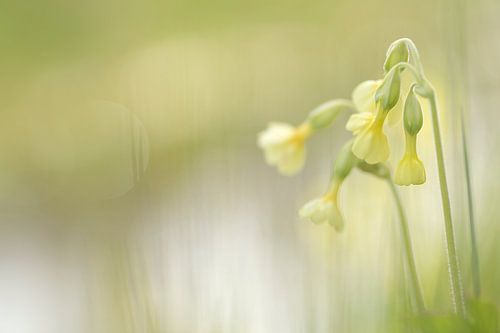Sleutelbloemen langs de waterkant