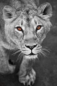 leeuwinnen zwart en wit, gekleurde gele ogen. van Michael Semenov