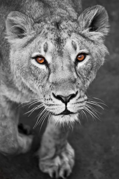 Löwinnen schwarz-weiß, farbige gelbe Augen. von Michael Semenov