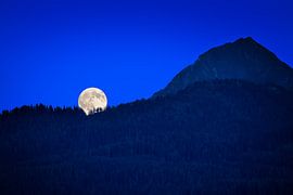 Überraschung von Bart Verbrugge