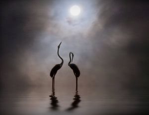 Flamingos in water  von Marcel van Balken