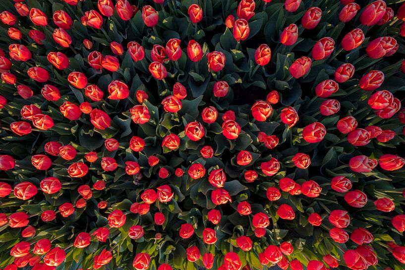 Tulpen Invasie van Peter Deschepper