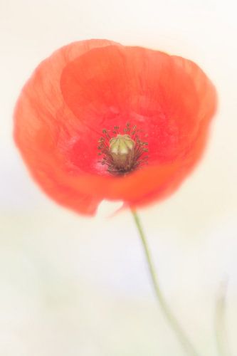 Schilderachtige klaproos van Marcel  van Rooijen