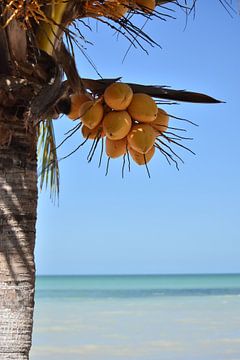 Kokosnotenboom in Mexico van Daisy Gubbels