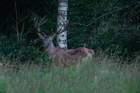 King of the forest