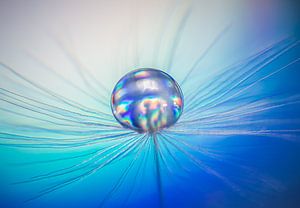 Wassertröpfchen auf einer Fussel