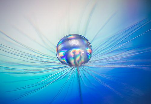 Gouttelettes d'eau sur une peluche