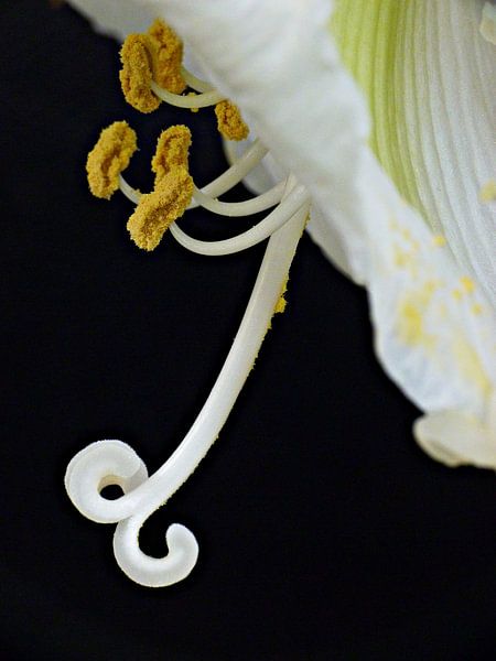 Amaryllis van Jessica Berendsen