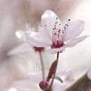Frühlings Impressionen einer Kirschblüte von Tanja Riedel Miniaturansicht