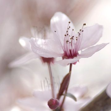 Impressions printanières d'une fleur de cerisier
