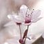 Gentle Whispers