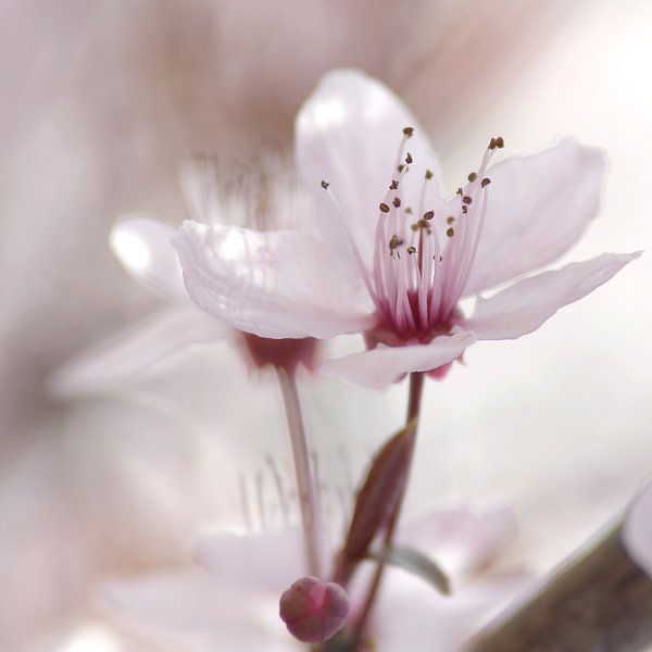 Impressions printanières d'une fleur de cerisier par Tanja Riedel