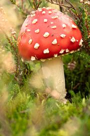 Champignon. Rouge avec des points blancs. sur Alie Ekkelenkamp