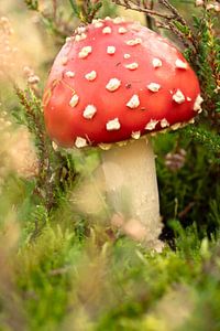Pilz. Rot mit weißen Tupfen.