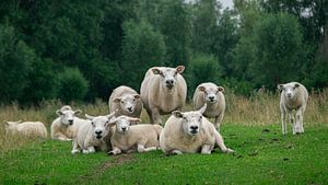 Familieportret van schapen van Wouter Bos