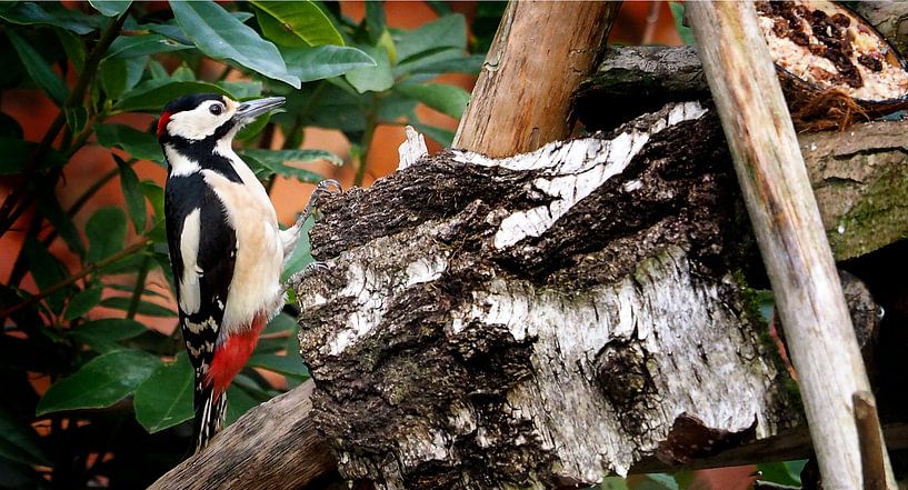 Grote Bonte Specht van Loek Lobel