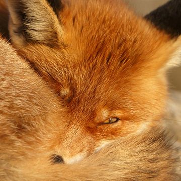 Portrait d'un renard roux. sur Menno Schaefer