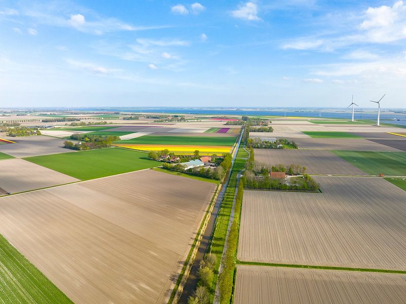 Tulpen in de polder in de lente van bovenaf gezien van Sjoerd van der Wal Fotografie
