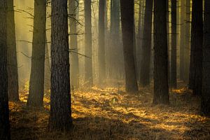 Goldenes Licht im Kieferwald.