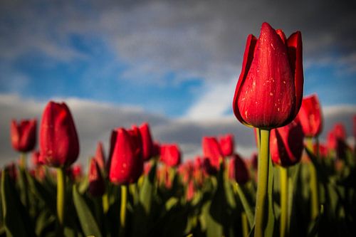 Nederlandse Lente
