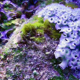 Bonaire, Beautiful sea slug, Purple sur Silvia Weenink