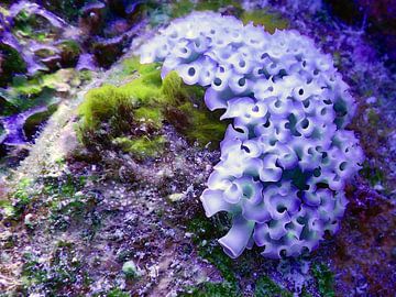 Bonaire, Beautiful sea slug, Purple sur Silvia Weenink