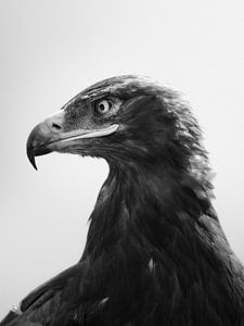 Adlerauge